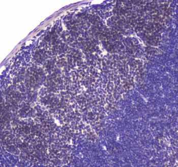 Anti-HAUSP/USP7 Antibody