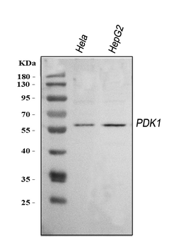 Anti-Mitochondrial Pyruvate dehydrogenase kinase 1/PDK1 Antibody