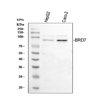 Anti-BRD7 Antibody