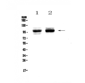 Anti-SATB1 Antibody