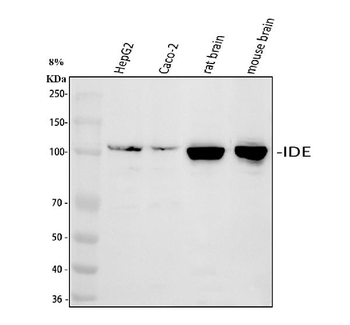 Anti-Insulin degrading enzyme/IDE Antibody