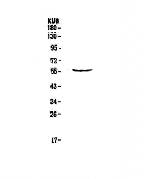 TRIM5 Antibody