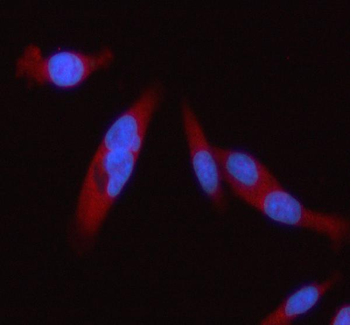 Anti-STAT2 Antibody