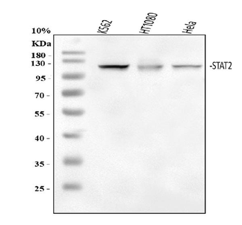 Anti-STAT2 Antibody