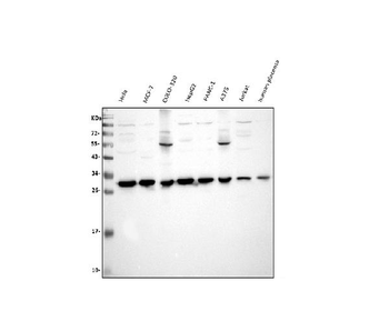 Anti-VAPB Antibody