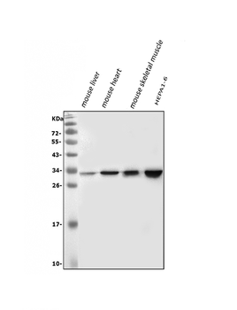 Anti-VAPB Antibody