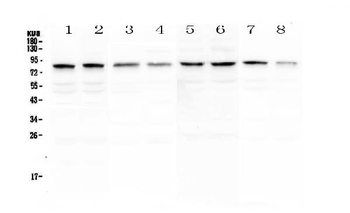 Anti-DNA Polymerase iota/POLI Antibody