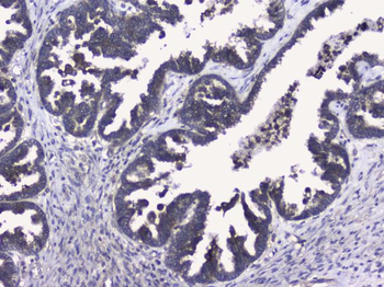 Anti-RALBP1 Antibody