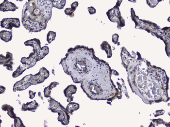 Anti-RALBP1 Antibody