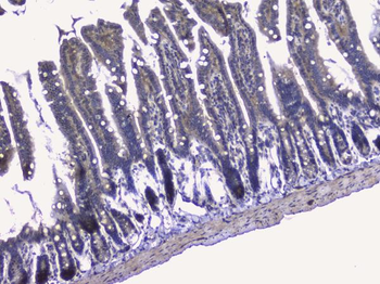 Anti-RALBP1 Antibody