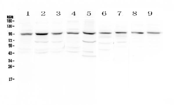 Anti-RALBP1 Antibody