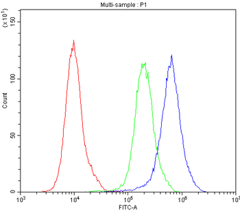 Bestrophin/BEST1 Antibody