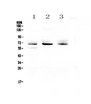 Anti-Bestrophin/BEST1 Antibody