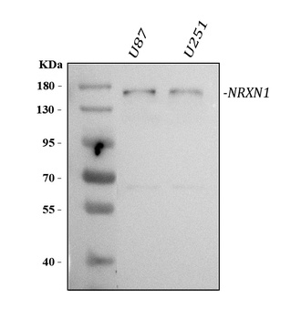 Neurexin 1/NRXN1 Antibody