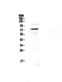 Protein S/PROS1 Rabbit Polyclonal Antibody