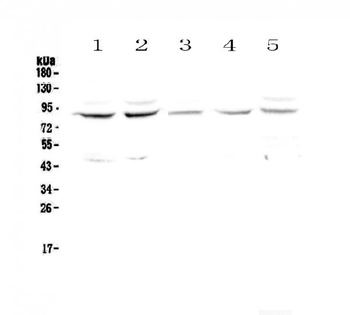 Cullin 4a/CUL4A Antibody