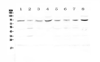 Cullin 4a/CUL4A Antibody
