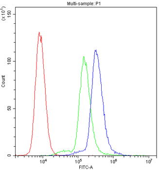 Anti-SCRIBBLE Antibody