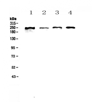 Anti-SCRIBBLE Antibody