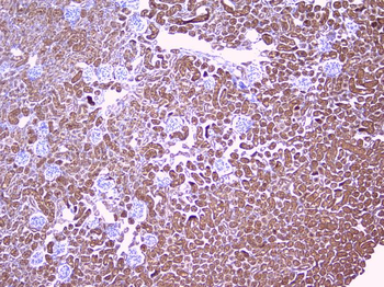 Anti-PBP/PEBP1 Antibody