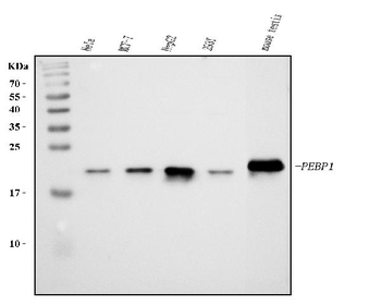 Anti-PBP/PEBP1 Antibody