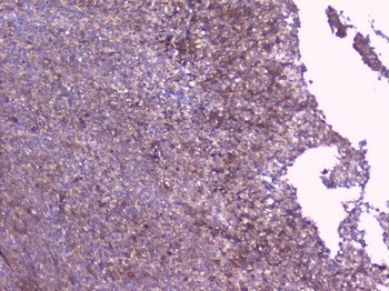 Anti-PBP/PEBP1 Antibody
