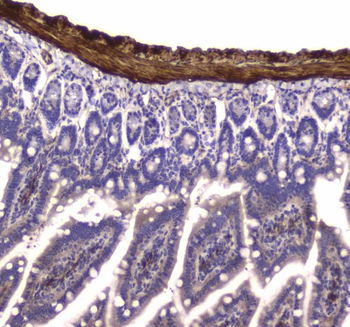 Anti-Myosin light chain kinase/MYLK Antibody