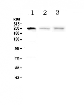 Anti-Myosin light chain kinase/MYLK Antibody