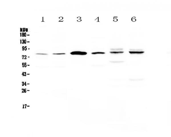CEP68 Rabbit Polyclonal Antibody