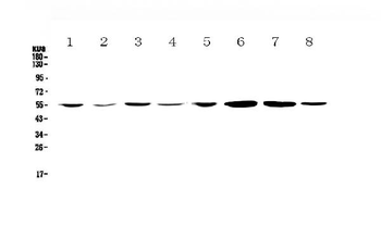 Anti-CCR3 Antibody