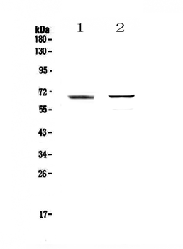 Anti-RUNX1T1/ETO Antibody