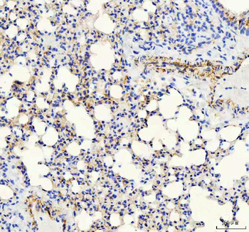 Anti-VE-Cadherin Cdh5-Antibody