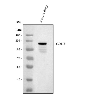 Anti-VE-Cadherin Cdh5-Antibody