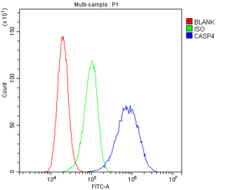Caspase 4/Casp4 Antibody