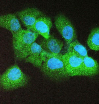 Anti-Caspase 4/Casp4 Antibody