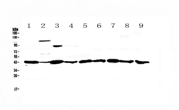 Anti-Caspase 4/Casp4 Antibody