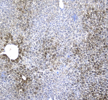 Regucalcin/RGN Antibody