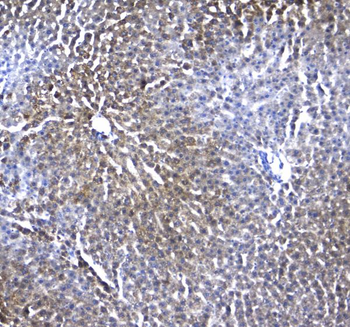 Anti-Regucalcin/RGN Antibody