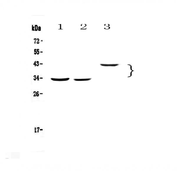 Anti-Regucalcin/RGN Antibody