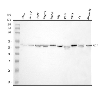 Anti-TCP1 eta/CCT7 Antibody