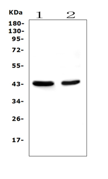 Anti-PON1 Antibody (monoclonal, 6B1)