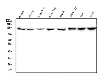 CRM1 XPO1 Antibody (monoclonal, 5G3)