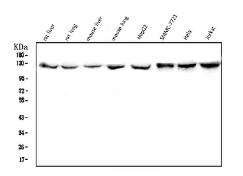 Anti-CRM1 XPO1 Antibody (monoclonal, 5G3)