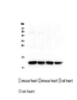 Anti-Cardiac FABP Fabp3 Antibody (monoclonal, 6C4)