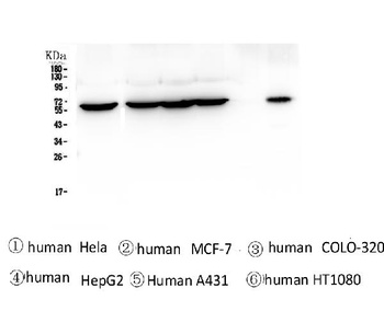 TCP1 alpha Antibody (monoclonal, 2E7)