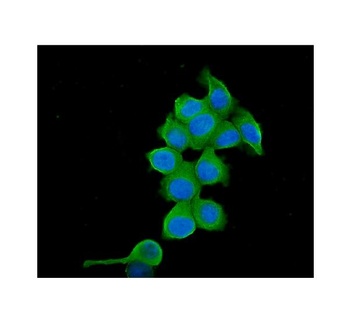 TCP1 alpha Antibody (monoclonal, 2E7)