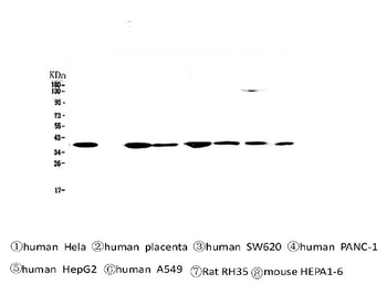 Anti-SMN1/2 Antibody (monoclonal, 2B10)