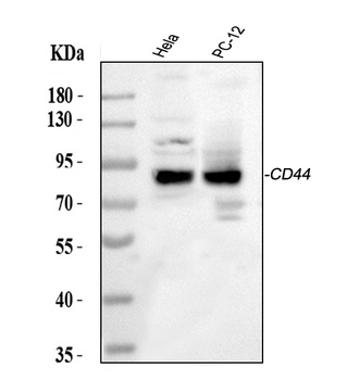 CD44 antigen CD44 Antibody