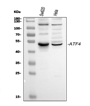 Anti-ATF4 Antibody