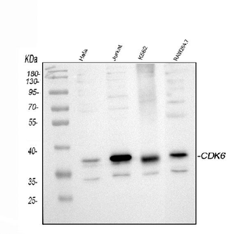 Anti-Cdk6 Antibody